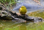 Yellowhammer