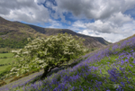 Spring day, Cadair Idris
