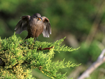 Tussockbird song display, Carcass Island, Falklands