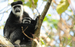 Black and white colobus