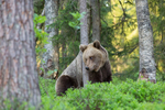 Forest bear