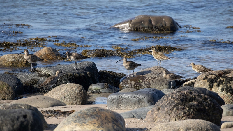 Eurasian Whimbrel - Kildonan - Isle of Arran - Scotland
