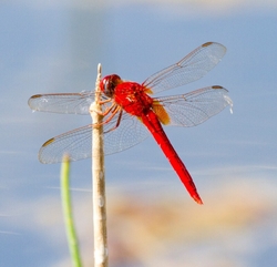 Dragonflies portfolio