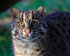 Close-up of Fishing Cat (female)