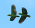 Red-lored Amazons in flight, Costa Rica