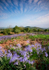 Midsummer Bluebells (P)