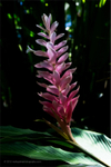 Ginger Plant