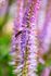 Hoverfly  on a Spiked Speedwell - DSC_9145