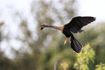 Anhinga approaching island, Venice Rookery, Florida