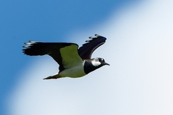 Lapwing In Flight