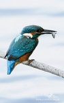 Kingfisher 220813 29a