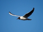 Black-headed Gull