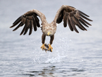 Sea Eagle & fish, front view, Flatanger, Norway