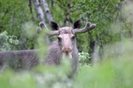 Elk (Moose)