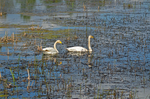 Whooper Swans