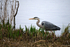 Grey Heron - RSPB Minsmere