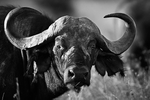 African Buffalo Nairobi NP