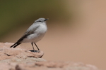 Rufous-naped Ground-Tyrant, side view, El Tatio, Chile
