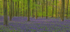 Bluebell Wood 1