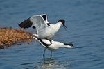 Avocets