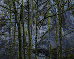 Moss