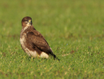 Buzzard portfolio