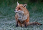 Foxes portfolio