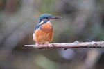 Kingfisher Alcedo Atthis083