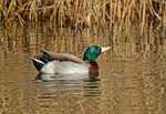 Mallard
