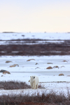 Polar Bear in tundra landscape, Churchill, Canada