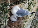 Kittiwakes