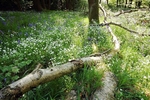 Bluebells and Stitchwort