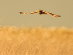 Short-eared Owl flies low, Hawling, Gloucestershire