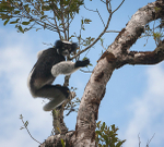 Indri lemur on the move
