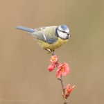 Japonica Blue Tit 2026