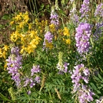 Goat's-rue, Galega, Professor-weed, Goat's rue (Galega officinalis L.)
