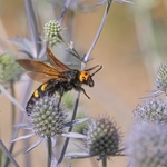  Mammoth wasp (Megascolia maculata) the largest wasp in Europe.