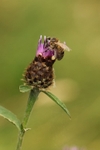 Bee on Flower