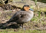 Philippine Duck 1