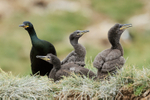 Adult Shag and three chicks, Farne Islands