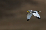 White-crowned Lapwing