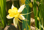 Yellow Aquiligia