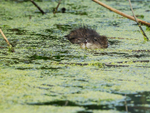 Muskrat swimming, Cranberry Marsh, Valemount, Canada
