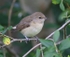 Garden Warbler