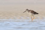 Greater Yellowlegs standing in lagoon, Fort De Soto, Florida