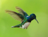 White-necked Jacobin (male), Panama