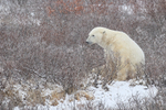 Polar Bear sat in willow near Tundra Buggy Lodge, Churchill, Canada