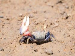 Fiddler Crab