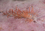 Fjordia sp.