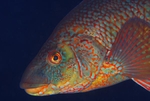 Labrus bergylta